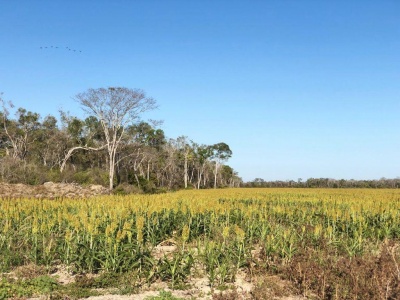 Propiedad 348 Ha - Zona Pailon