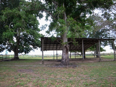 Propiedad 463 Ha Guadalupe 1 (zona Santa Rosa del Sara)