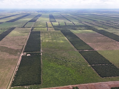 Propiedad Chajema Sector 1750 Has - Tres Cruces